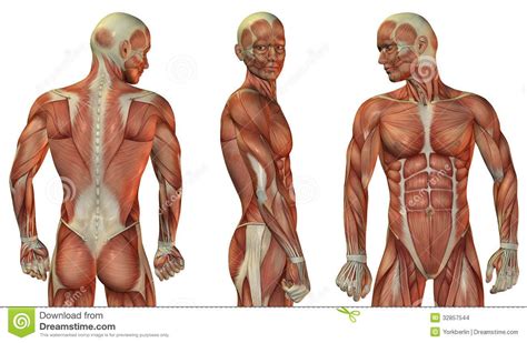 It is key to medicine and other areas of health. Human Anatomy Body - Human Anatomy for Muscle ...