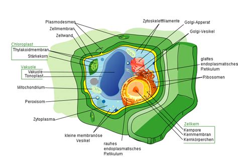 Animals with a cellulose based diet such as cows, howling monkeys and termites have simbiotic microorganisms which aid them in breaking down the cellulose. Flower Parts: Animal Cell Parts Diagram. BLANK ANIMAL CELL ...