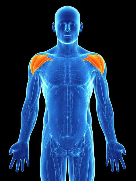 If you know where muscles attach and how they contract then you can know how to. Human Shoulder Muscles Photograph by Sebastian Kaulitzki