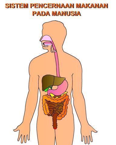 Check spelling or type a new query. Human Digestive System