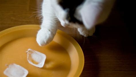 Ingesting enough of this herb can cause photosensitization in pets (ulcerative and exudative dermatitis). The short answer is yes, cats can safely eat ice. After ...