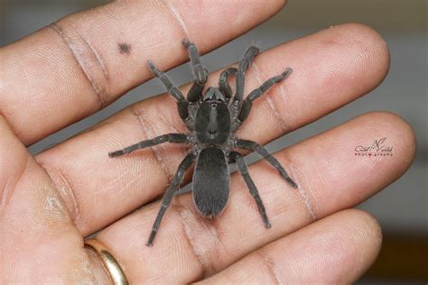 Learn more about aranha, olivia. Aranha Tarântula Filhotes e Reprodução | Mundo Ecologia
