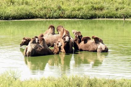 Learn how camel humps work and why they're not filled with water. Characteristics - White Lion & Bactrian Camel