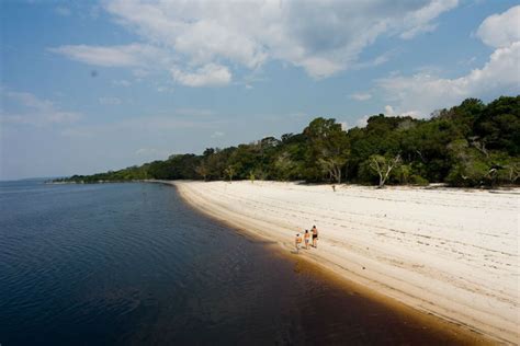 Black skimmer fly, in river sand beach, rio negro, pantanal, brazil. The Brazilian Amazon: Insider's Travel Guide