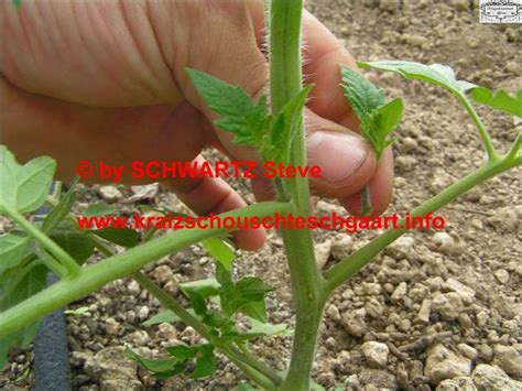 Wenn sie ihre tomaten ausgeizen, muss die pflanze ihre energie und nährstoffe auf weniger masse verteilen. tomaten_ausgeizen