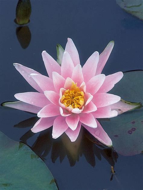 But you can easily accomplish the same thing in a small pond by resting the potted plants on bricks. Water Lilies for Water Gardens | Small ponds, Water lilies, Pond plants