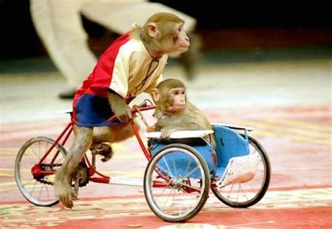 15 adorable animals acting like humans. Adorable Animals Behaving Like Humans (47 photos) | KLYKER.COM