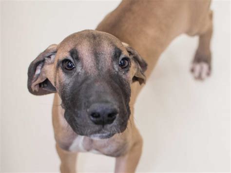 GREAT DANE | Pet City Pet Shops