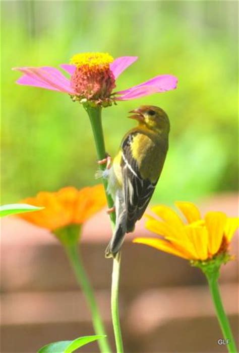 Wild goldfinches eating my sunflower flowers. Goldfinch eating my zinnia's
