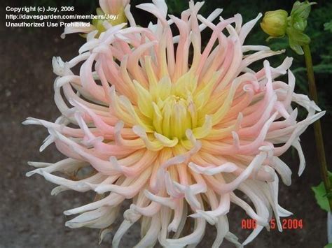 Snip horizontally with pruners or scissors, taking stems long enough for your bouquet. Cactus Dahlia 'Alfred Grille'