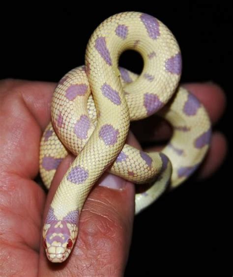 These gentle creatures have the color, the size, the temperament and the variety to make them the highest selling and most valued reptile pet across the us and abroad. Pin on critters