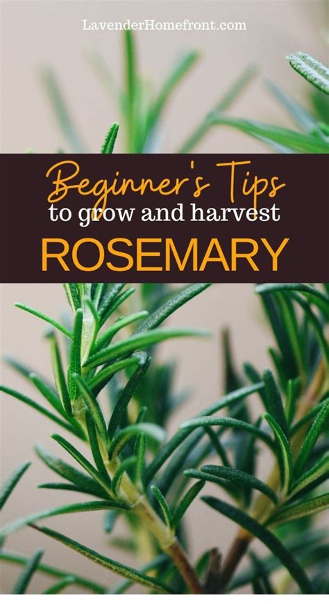 While rosemary is considerably a low maintenance plant, there are still some growing requirements that you need to take into account if you want to properly grow rosemary on your own. How to Grow and Harvest Rosemary in 2020 | Rosemary plant ...