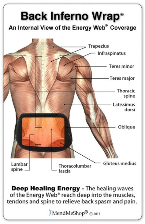 It's a long flat muscle that stretches from the spine to the side of the body. Low Back Muscles Anatomy : Back Muscles A Guide To Anatomy ...