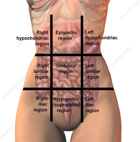 Excess water is absorbed back into the body in the large intestine. Regions of the abdomen, illustration - Stock Image - F017/2650 - Science Photo Library