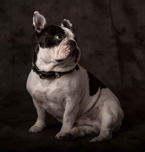 French bulldogs are complex the french bulldog temperament is at once lazy and rambunctious, hardened and hilarious, stubborn. French Bulldog Temperament • The Pets KB