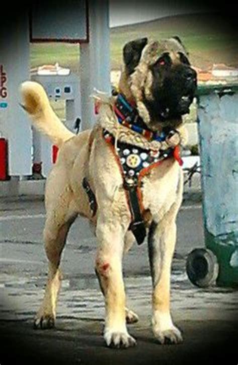 Последние твиты от alabai (@alabaiikolo). very large alabai | | Alabai # Central Asian Ovcharka ...