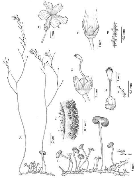 Maybe you would like to learn more about one of these? Philcoxia rhizomatosa. A. Habit. B. Rhizome and peltate ...