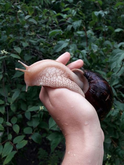 This book has pretty much everything you would need to know about land snails including information on keeping them commercially and how to humanely dispose of unwanted eggs. Pin by Katie Wise on naruto // tsunade aes | Pet snails ...