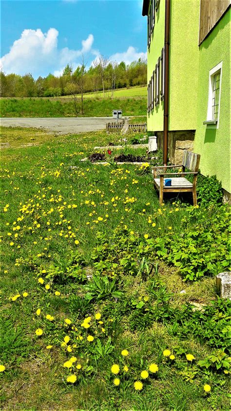 Die mitarbeiterinnen der kita grüßen die kinder aus ihren gruppen, erzählen, singen und geben ideen für die zeit ohne normalen betrieb weiter. Löwenzahn und Sonne pur am Haus Foto & Bild | outdoor ...