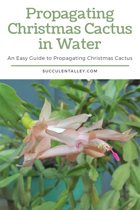 For faster root growth, dip the freshly harvested leaf in. Propagating Christmas Cactus in Water in 2020 | Christmas ...