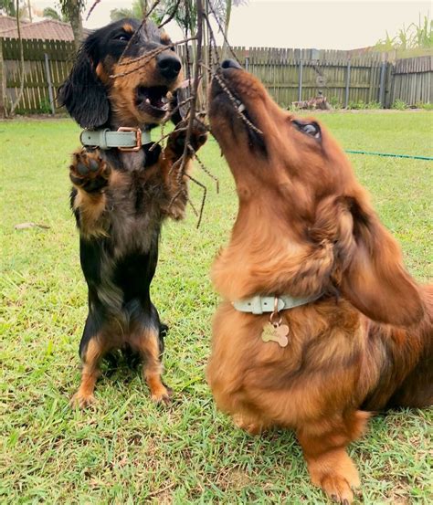 Conan o'brien loves to run around with his 3 sisters and play with. Brave littleman | Dachshund puppy training, Dapple ...