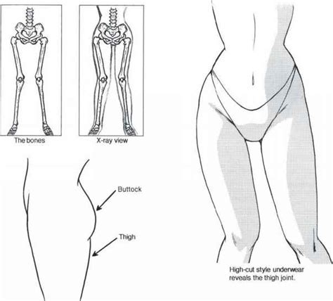 There are two sets of bones, the metatarsals and the tarsals. The Relation Between Pelvis and Legs - Female Manga Characters