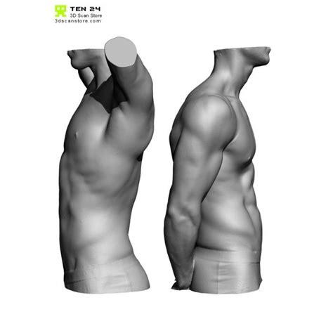 The torso muscles attach to the skeletal core of the trunk, and depending on their location are make your life and learning a lot easier by using kenhub's muscle anatomy reference charts during the muscles of the thoracic cage are the pectoralis major, pectoralis minor, serratus anterior, subclavius. Male Anatomy Bundle 01 | Body anatomy, Anatomy, Anatomy ...