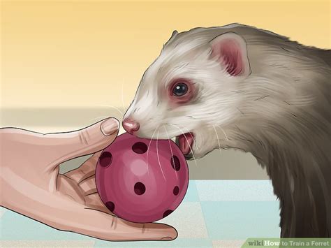 Maybe you would like to learn more about one of these? 3 Ways to Train a Ferret - wikiHow