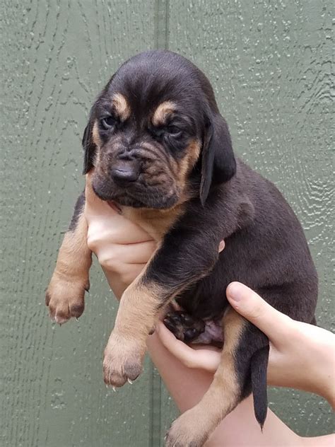 Akc registered bloodhound puppies for sale. Bloodhound Puppies For Sale | Augusta, GA #191250