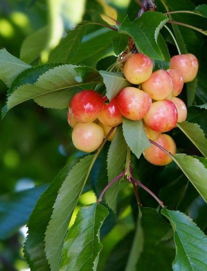 These miniature trees can be grown in pots or containers made from either ceramic, plastic, clay, metal or wood. White Gold cherry - Mini Dwarf _ Fruit Trees | Fruit trees ...