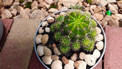 » post your own event for this plant. rainbow burst cactus - YouTube