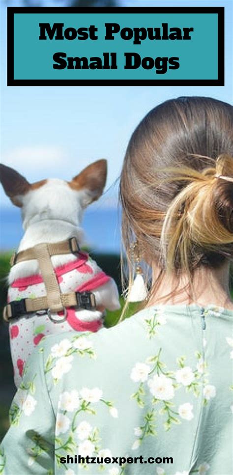 Most Popular Small Dogs : Every single breed is as cute as ...