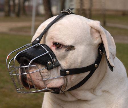 To purchase the right muzzle for your english bulldog you have to measure your dog's head and snout correctly. Metal Basket Muzzle | Bulldog Cage Muzzles