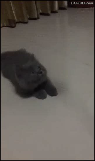 Your browser does not support the video tag. CAT GIF • Funny blue Ninja Kitten as fast as light trying ...