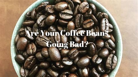 While coffee beans don't go bad, there is a casualty during prolonged storage. Have Your Coffee Beans Gone Bad - YouTube