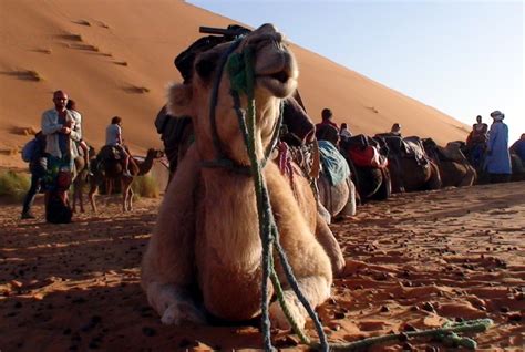 Our tour experts are native moroccans with a rich cultural heritage who are very proud of their history and country. Camel Safari in Morocco - Realworld Adventures