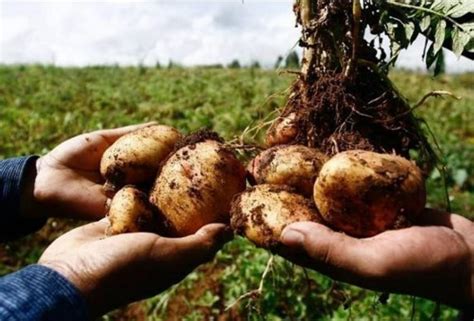 Jun 24, 2021 · la preselección sub 20 de ecuador, nuevamente bajo el mando de jorge célico y con la ilusión, aunque al mismo tiempo responsabilidad, de parecerse al último equipo dorado, disputó el primero de sus compromisos amistosos.,aucas, ecuador sub 20, jorge célico, selección sub 20, Noticias Tolima: Continúan las ayudas a cultivadores de ...