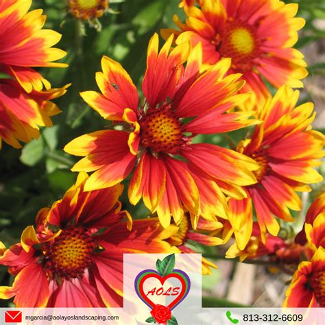 Send us confidential news tips. Beautiful Blanket Flower in full blossom. # ...