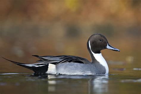 Die schlanke und sportlich anmutende spießente kann man bei uns als durchzügler oder wintergast sehen, zum beispiel nahe den küsten oder im norddeutschen tiefland. Spießente (Anas acuta) (Forum für Naturfotografen)