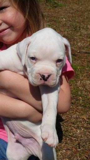 After a litter is raised and sent to their forever homes, the costs of keeping and. Litter of 3 Boxer puppies for sale in WILMINGTON, NC. ADN ...