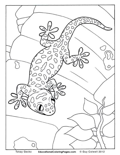 1024x706 gecko coloring page better lizard coloring pages horned printable. Tokay-Gecko in 2020 | Animal coloring pages, Cute coloring ...