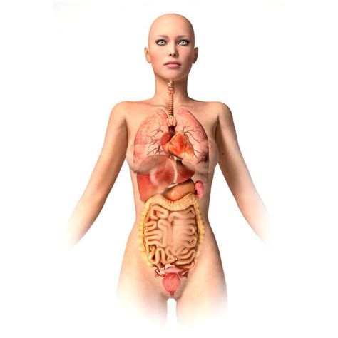 Dec 21, 2020 · image: Anatomy of female body with internal organs superimposed ...