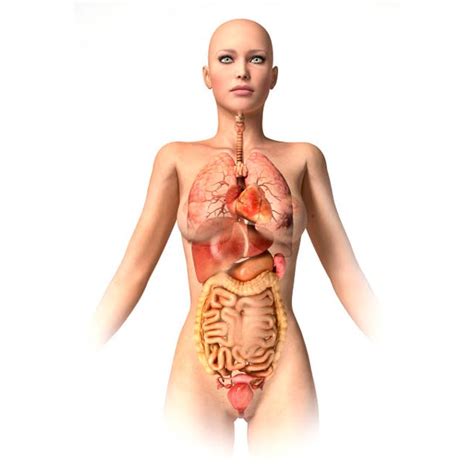 Check spelling or type a new query. Anatomy of female body with internal organs superimposed ...