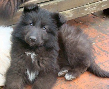 Explore 12 listings for black long haired german shepherd for sale at best prices. Long-Haired German Shepherd. | All Creatures Great & Small ...