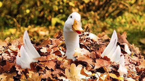 Aflac and its duck reaches out to America's Hispanics in ...