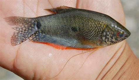 ∙ promo pengguna baru ∙ kurir instan ∙ bebas ongkir ∙ cicilan 0%. Biota Dunia Perairan: Ikan Sepat (Trichogaster)