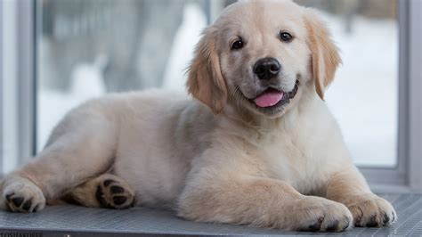 Dogs perform many roles for people, such as hunting, herding, pulling loads, protection, assisting police and the military, companionship and aiding disabled individuals. 壁紙、1920x1080、イヌ、ゴールデン・レトリバー、子犬、レトリーバー、動物、ダウンロード、写真