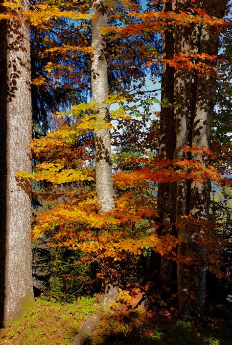 An indian summer is a period of unseasonably warm, dry weather that sometimes occurs in autumn in temperate regions of the northern hemisphere during september to november. Indian summer in Deutschland Foto & Bild | pflanzen, pilze ...