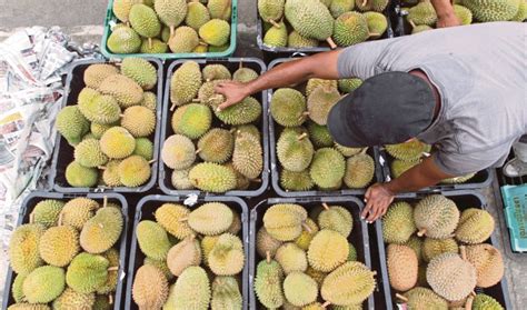 Edited and divided into chapters, including detailed. Malaysia gets green light to export frozen durian in whole ...