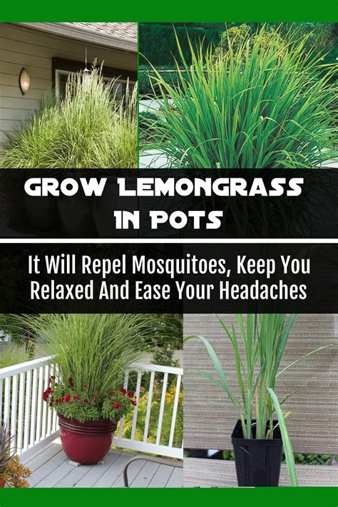 As lemongrass spreads vigorously, consider a barrier when growing lemongrass grows very well in pots and containers. Grow Lemongrass In Pots, It Will Repel Mosquitoes, Keep ...